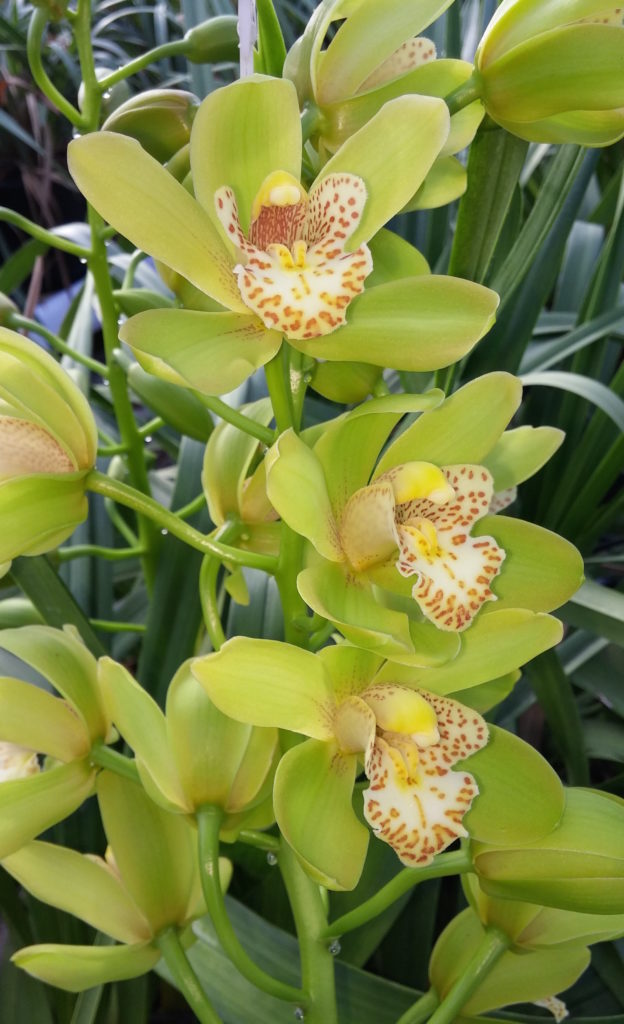 Mini Cymbidium Gallery Cymbidium Orchids 2803